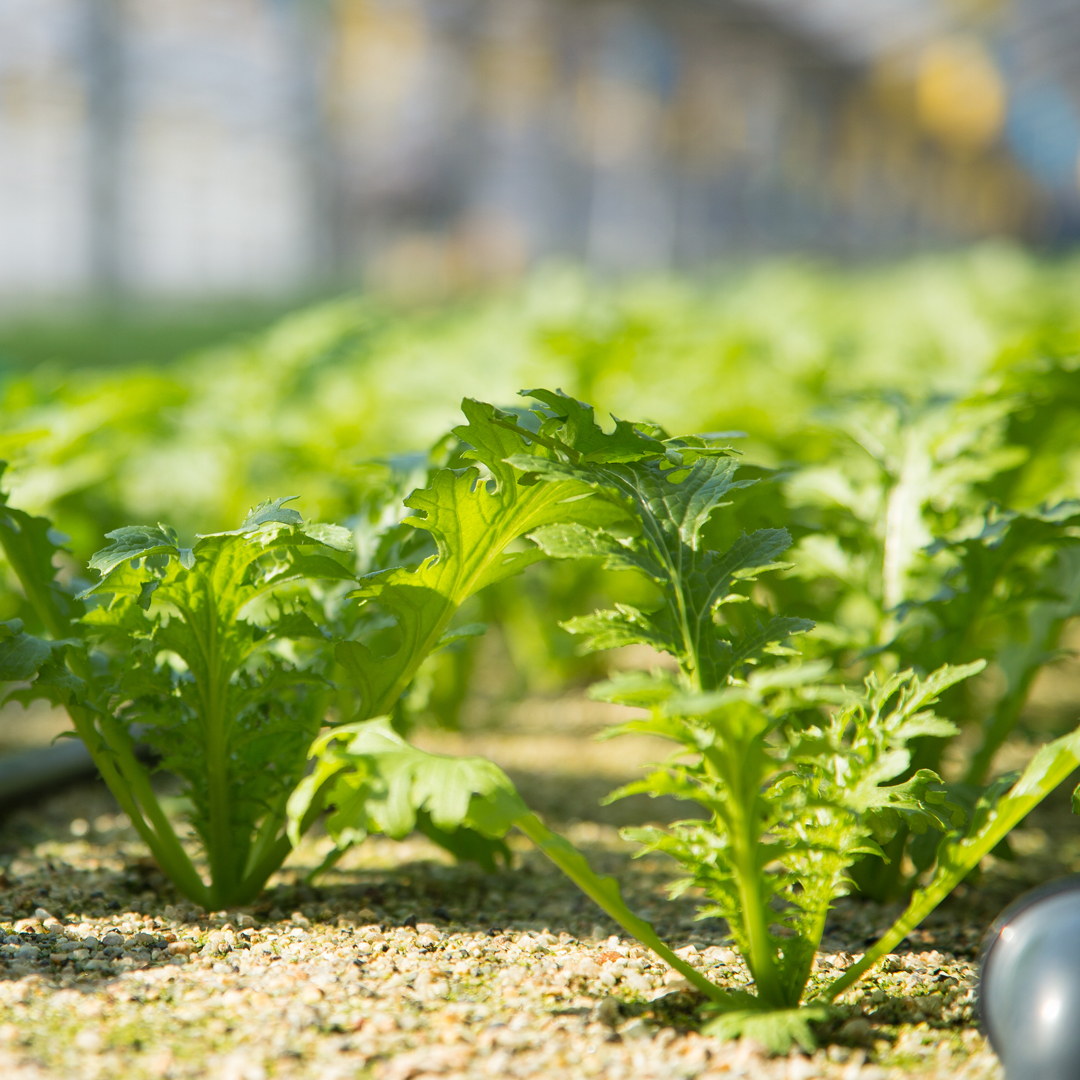 接触冷感アームカバー ロングタイプ6